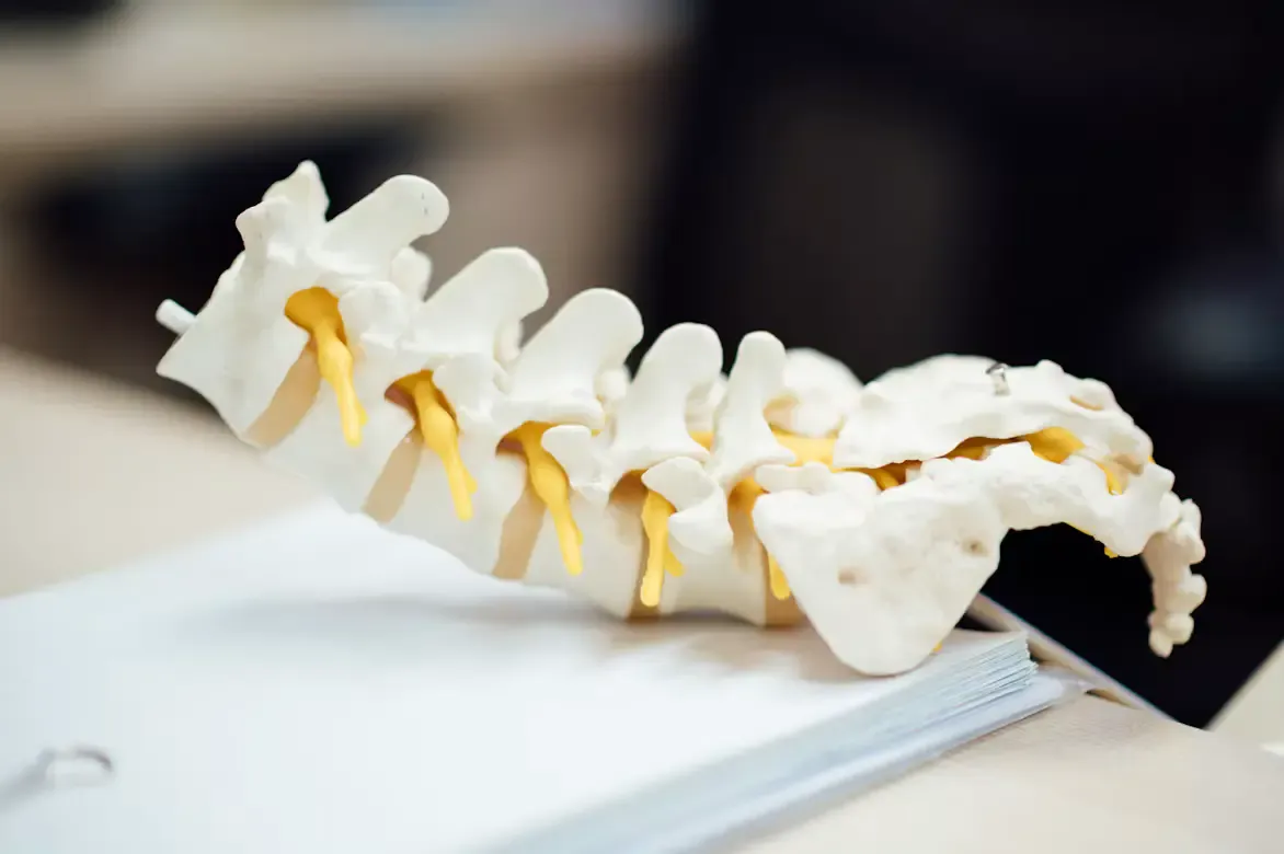Anatomical model of the lower spine and sacrum resting on a stack of papers